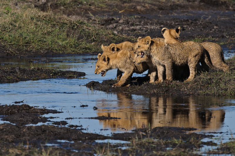 Фотография: Дикая Африка - остров, где львы охотятся только днем №16 - BigPicture.ru