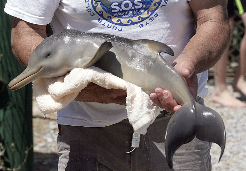 Фотография: Спасение дельфиненка №7 - BigPicture.ru
