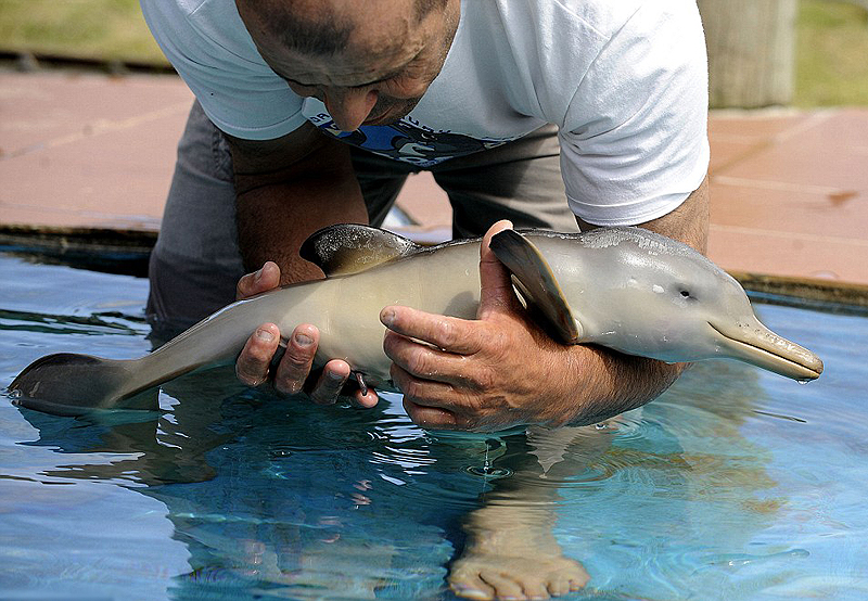Фотография: Спасение дельфиненка №8 - BigPicture.ru