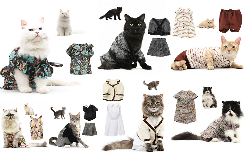Фотография: Календарь с модными кошками №1 - BigPicture.ru