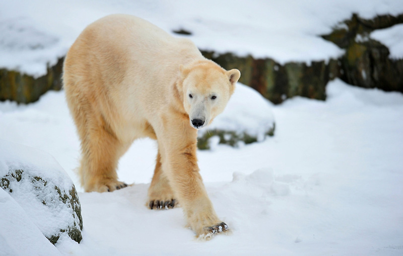 Фотография: Белый медведь Кнут отметил четырехлетие №2 - BigPicture.ru