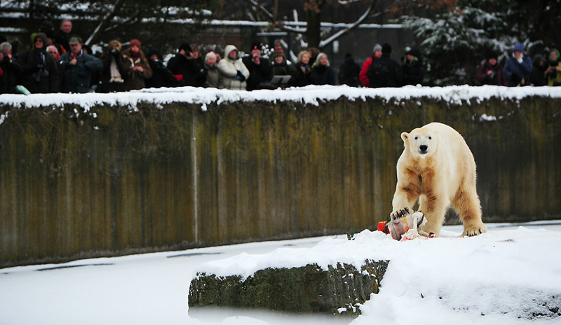 Фотография: Белый медведь Кнут отметил четырехлетие №3 - BigPicture.ru