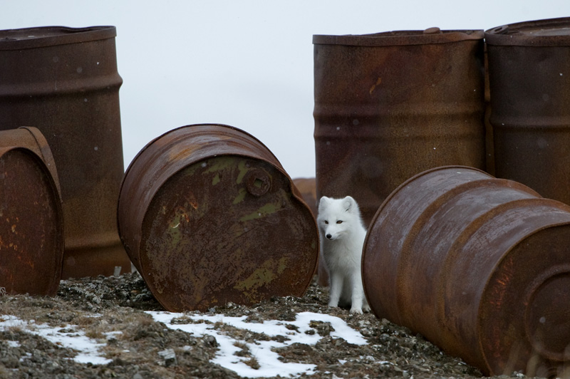 Фотография: Следы на земле, или Кто в ответе за нашу Арктику? №3 - BigPicture.ru