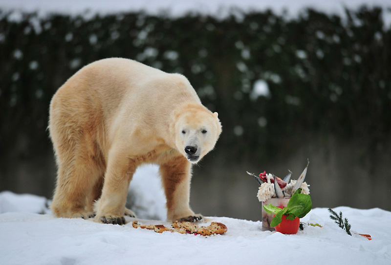 Фотография: Белый медведь Кнут отметил четырехлетие №5 - BigPicture.ru