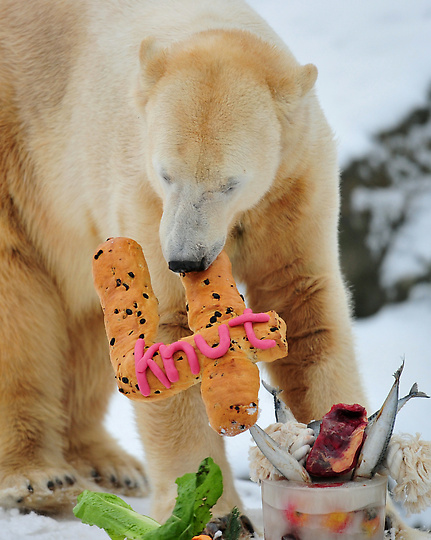 Фотография: Белый медведь Кнут отметил четырехлетие №6 - BigPicture.ru