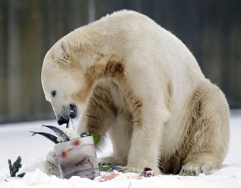 Фотография: Белый медведь Кнут отметил четырехлетие №7 - BigPicture.ru