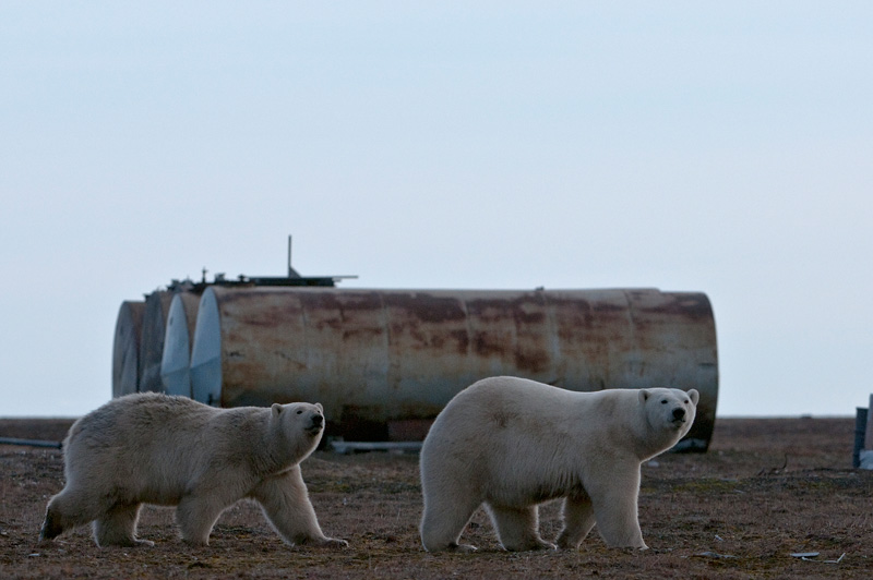 Фотография: Следы на земле, или Кто в ответе за нашу Арктику? №1 - BigPicture.ru