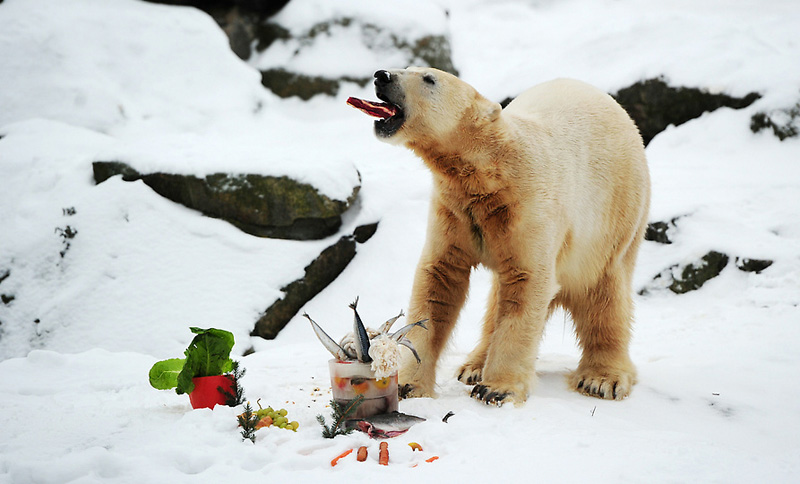 Фотография: Белый медведь Кнут отметил четырехлетие №8 - BigPicture.ru