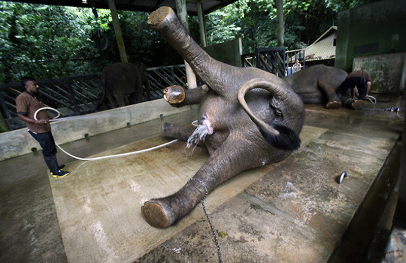 Фотография: Сингапур на страже слонов №11 - BigPicture.ru