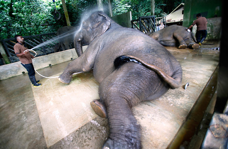Фотография: Сингапур на страже слонов №2 - BigPicture.ru
