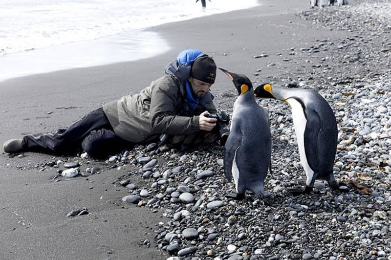 Фотография: Фото пингвинов от Ника Гарбутта №4 - BigPicture.ru