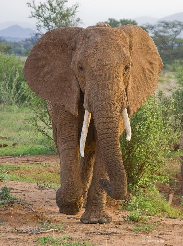 Фотография: Национальный заповедник Самбуру в Кении №25 - BigPicture.ru
