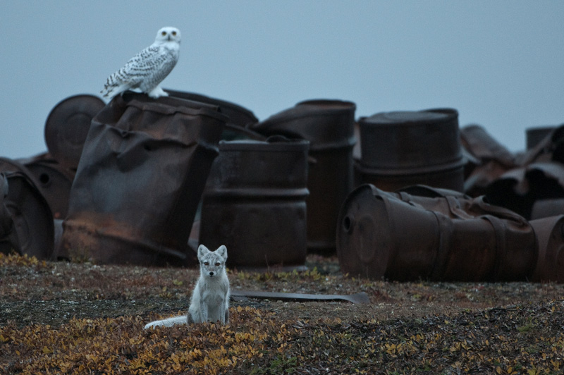 Фотография: Следы на земле, или Кто в ответе за нашу Арктику? №17 - BigPicture.ru