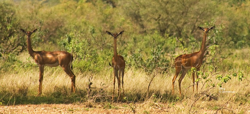 Фотография: Национальный заповедник Самбуру в Кении №8 - BigPicture.ru