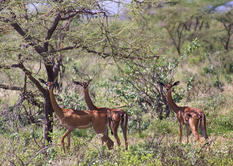 Фотография: Национальный заповедник Самбуру в Кении №7 - BigPicture.ru