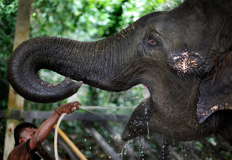 Фотография: Сингапур на страже слонов №10 - BigPicture.ru