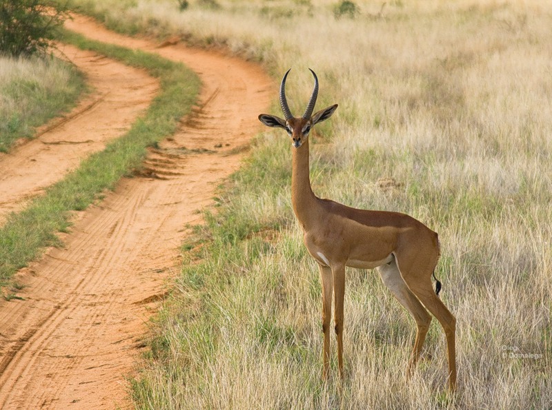 Фотография: Национальный заповедник Самбуру в Кении №5 - BigPicture.ru