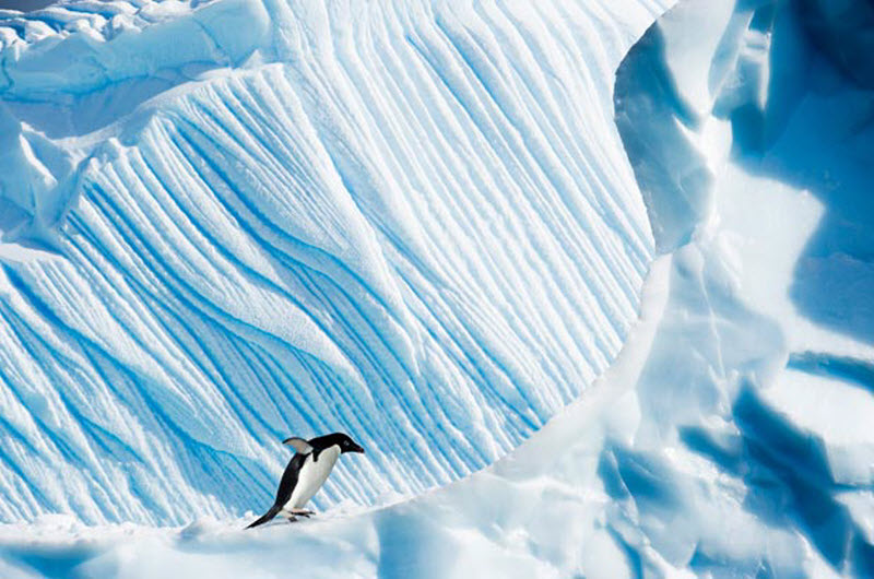 Фотография: Фото пингвинов от Ника Гарбутта №15 - BigPicture.ru