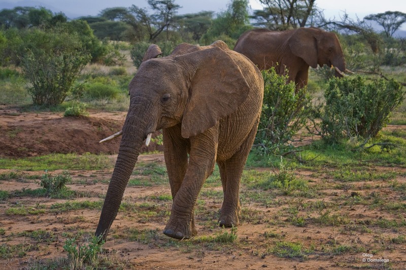 Фотография: Национальный заповедник Самбуру в Кении №24 - BigPicture.ru