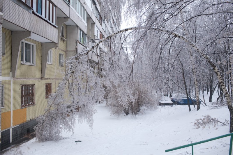 Новосиверсия ледяная фото