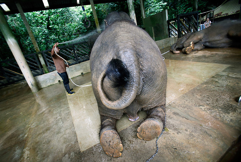 Фотография: Сингапур на страже слонов №9 - BigPicture.ru
