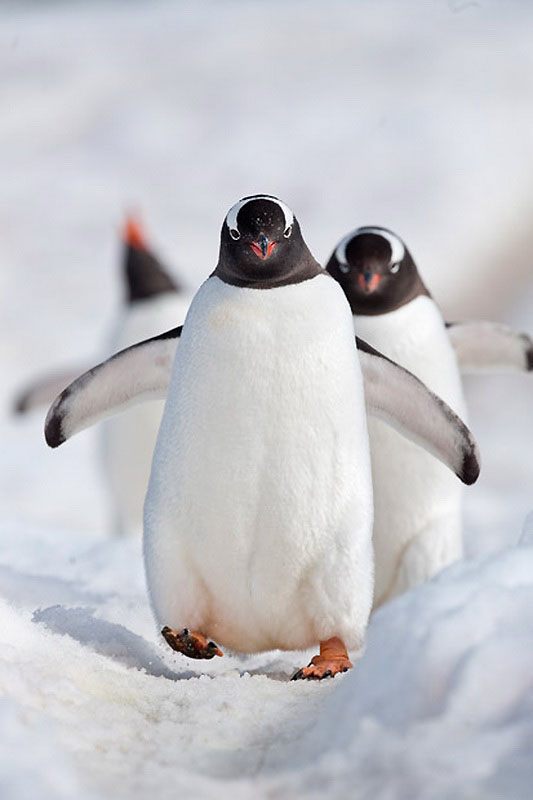 Фотография: Фото пингвинов от Ника Гарбутта №14 - BigPicture.ru