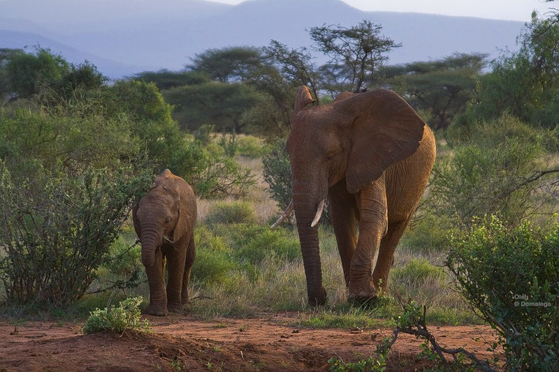 Фотография: Национальный заповедник Самбуру в Кении №23 - BigPicture.ru