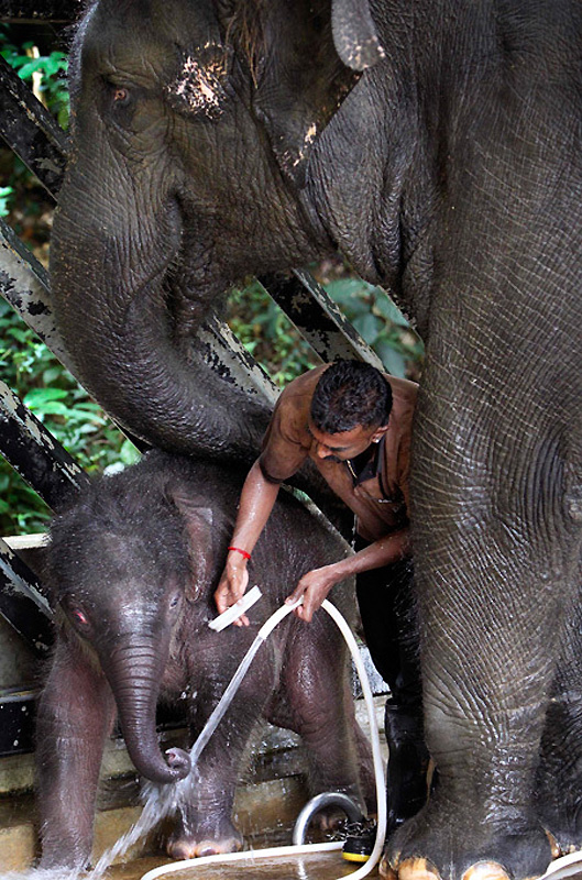Фотография: Сингапур на страже слонов №7 - BigPicture.ru
