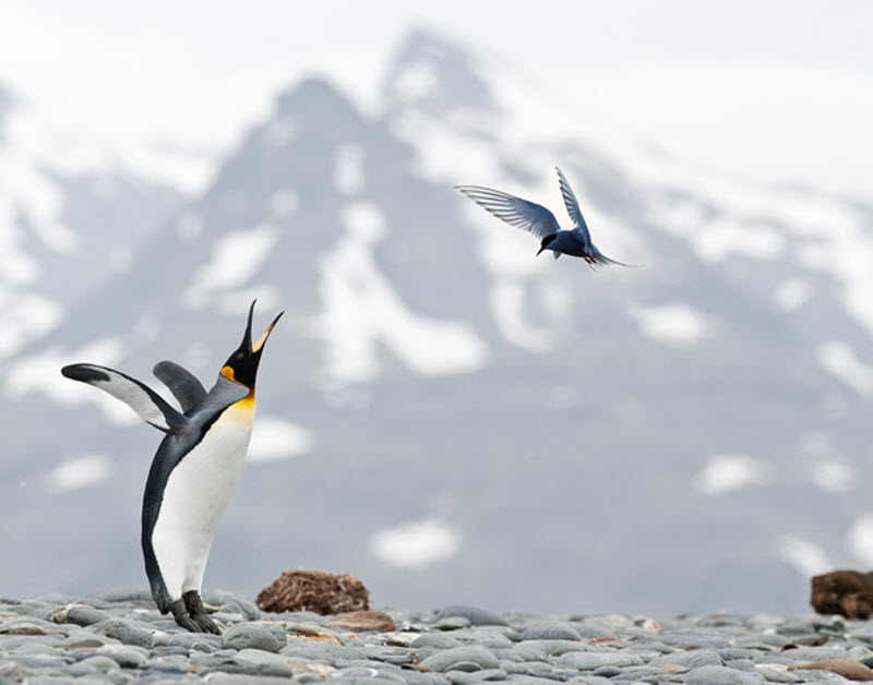 Фотография: Фото пингвинов от Ника Гарбутта №12 - BigPicture.ru