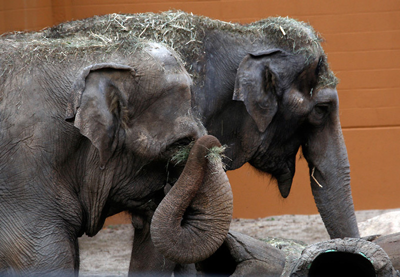 Фотография: Сингапур на страже слонов №6 - BigPicture.ru