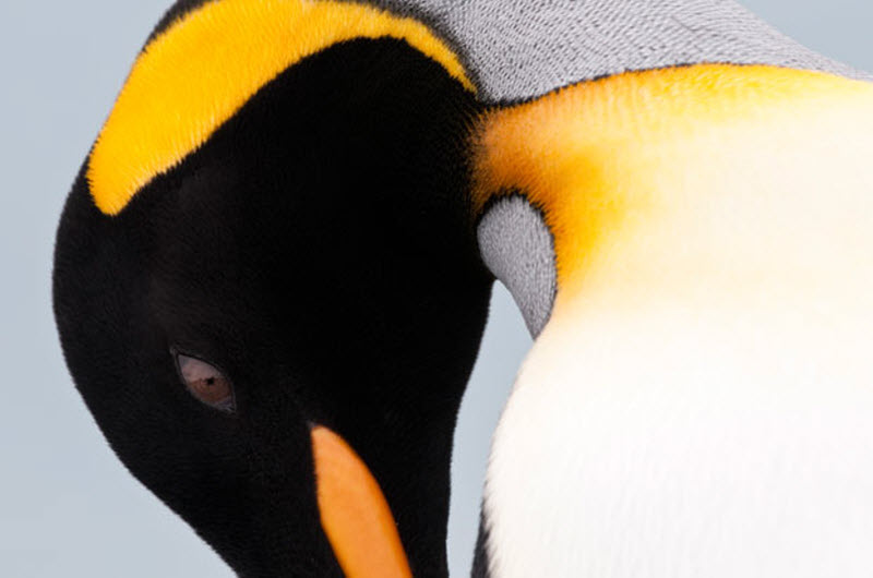 Фотография: Фото пингвинов от Ника Гарбутта №11 - BigPicture.ru