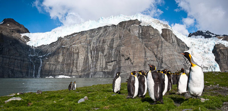 Фотография: Фото пингвинов от Ника Гарбутта №9 - BigPicture.ru