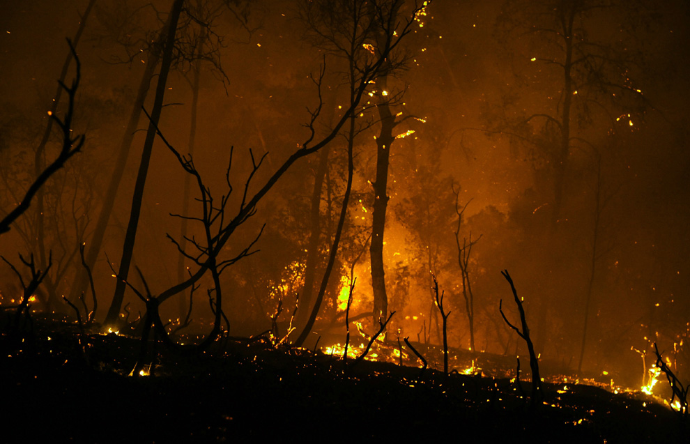 Фотография: Лесной пожар в Израиле (Часть 2) №5 - BigPicture.ru