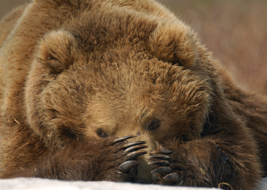 Фотография: О медвежьих следах и лапах №5 - BigPicture.ru