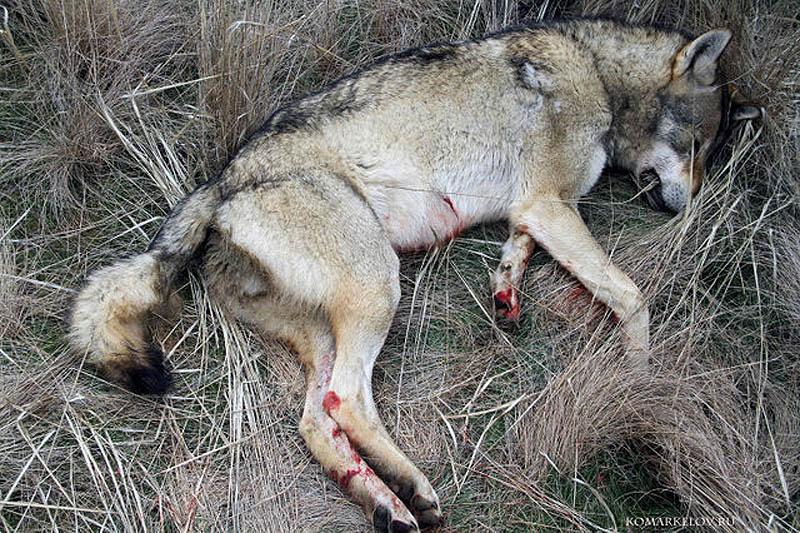 Фотография: Охота на волка №8 - BigPicture.ru