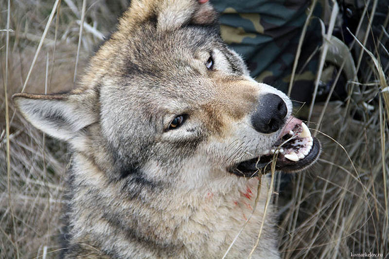 Фотография: Охота на волка №9 - BigPicture.ru