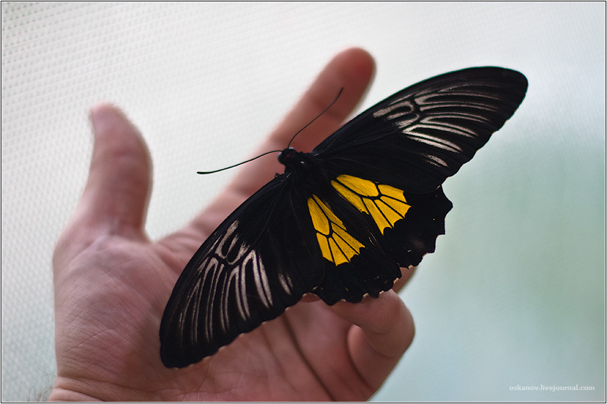 Фотография: Парк бабочек №2 - BigPicture.ru