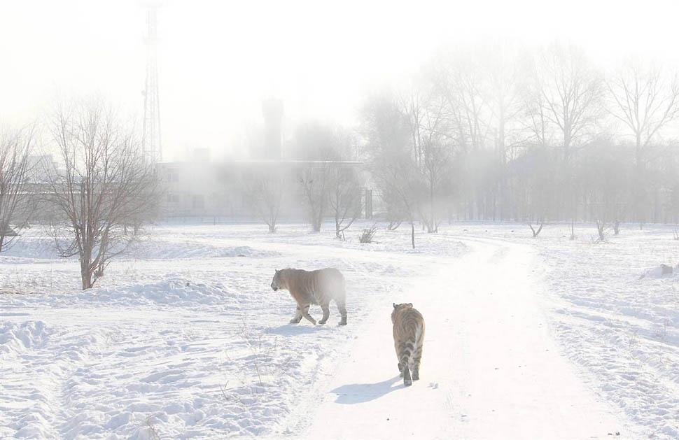 Фотография: Холодная зима 2011 №19 - BigPicture.ru