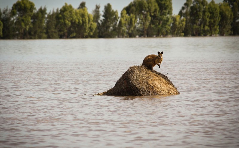Фотография: Наводнение в Австралии №1 - BigPicture.ru