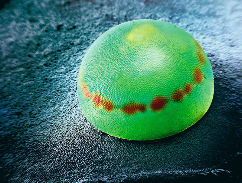 Фотография: Макрофо: Яйца насекомых №5 - BigPicture.ru