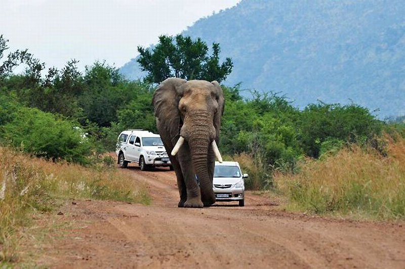 Фотография: Прочь с дороги: Слон и седан №2 - BigPicture.ru