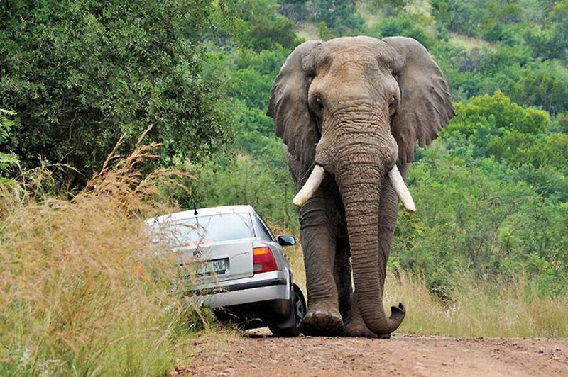 Фотография: Прочь с дороги: Слон и седан №3 - BigPicture.ru