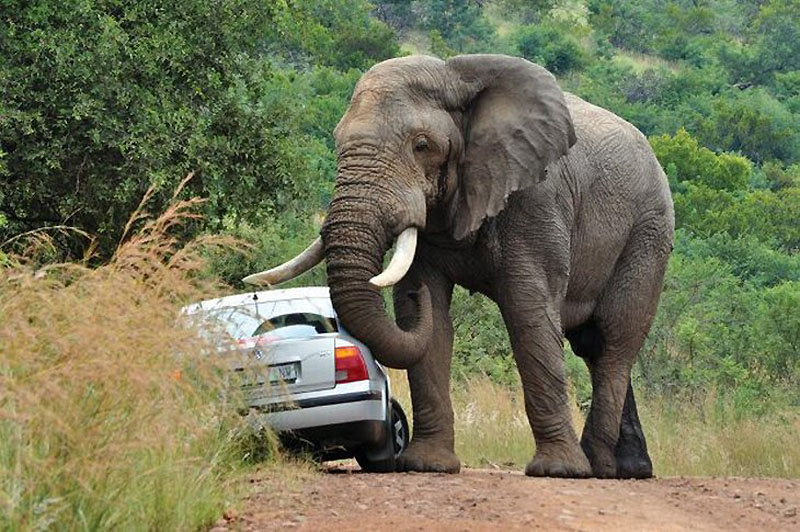 Фотография: Прочь с дороги: Слон и седан №5 - BigPicture.ru