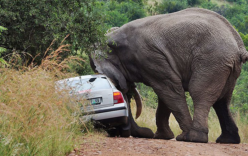 Фотография: Прочь с дороги: Слон и седан №6 - BigPicture.ru