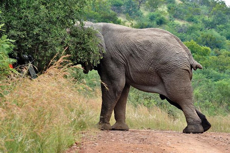 Фотография: Прочь с дороги: Слон и седан №7 - BigPicture.ru
