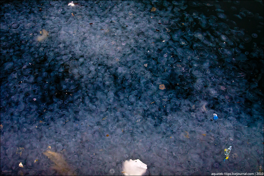 Фотография: Нашествие медуз в Балаклавскую бухту №4 - BigPicture.ru