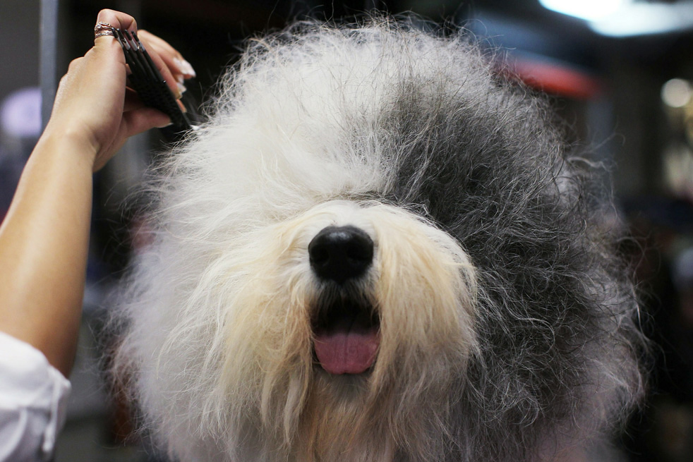 Фотография: Выставка собак кинологического клуба Вестминстер 2011 №5 - BigPicture.ru