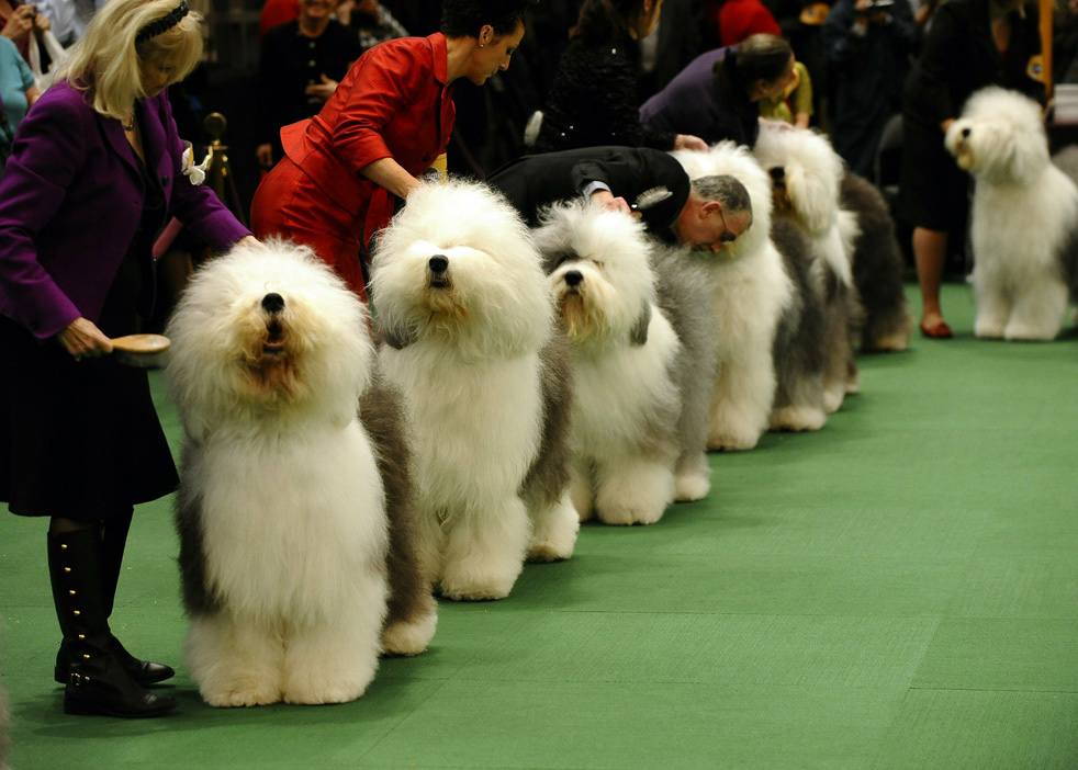 Фотография: Выставка собак кинологического клуба Вестминстер 2011 №11 - BigPicture.ru