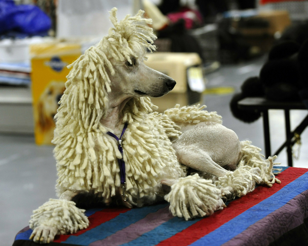 Фотография: Выставка собак кинологического клуба Вестминстер 2011 №14 - BigPicture.ru