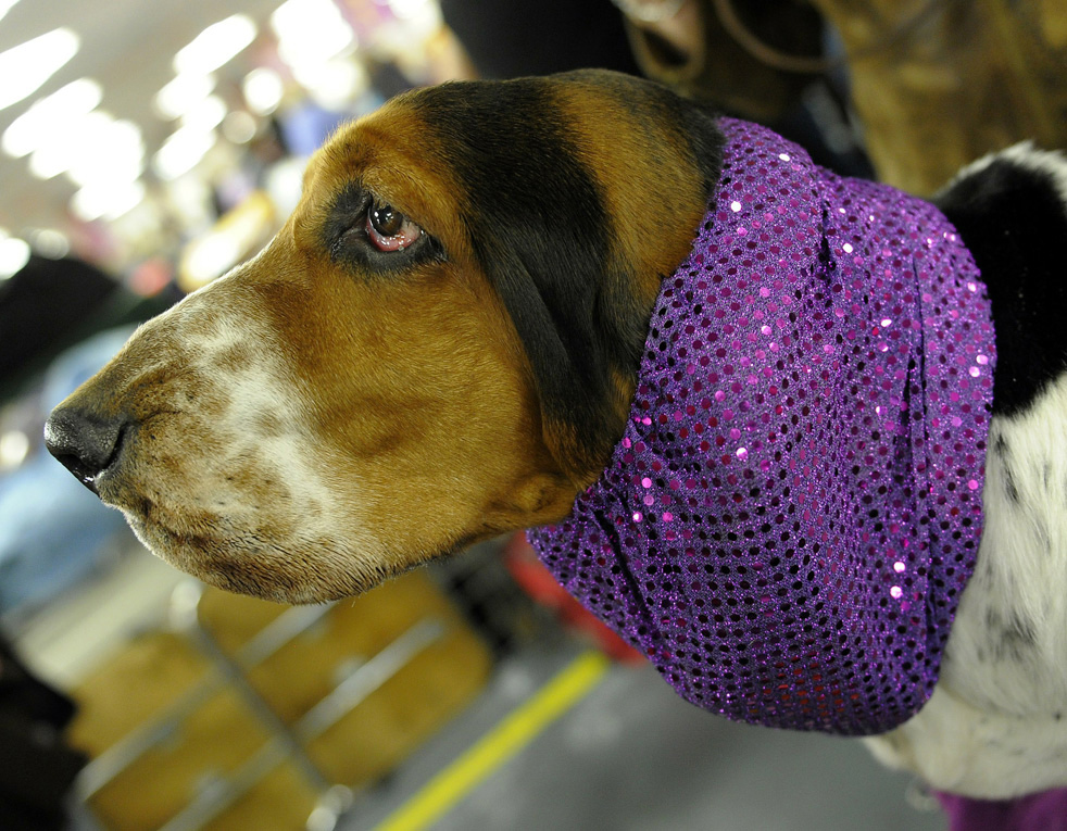 Фотография: Выставка собак кинологического клуба Вестминстер 2011 №19 - BigPicture.ru
